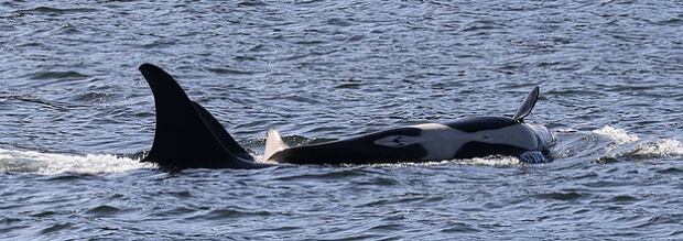 Orca J53