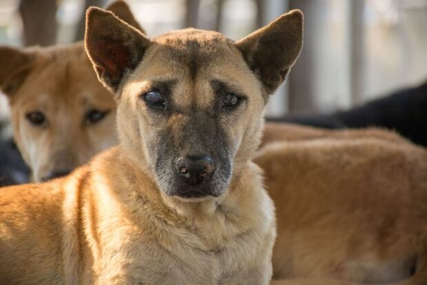 Illegal adoption trade