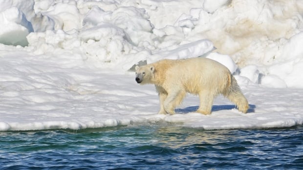A polar bear dries off after taking a swim in the Chukchi Sea in Alaska. The U.S. Fish and Wildlife Service released its final polar bear recovery plan which includes provisions for tertiary threats such as oil spills and excessive hunting but it does