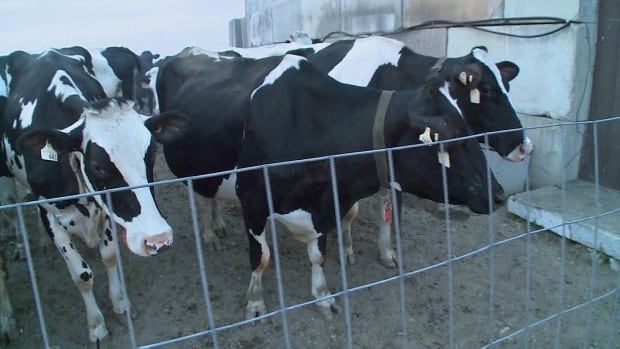Cows at a fence