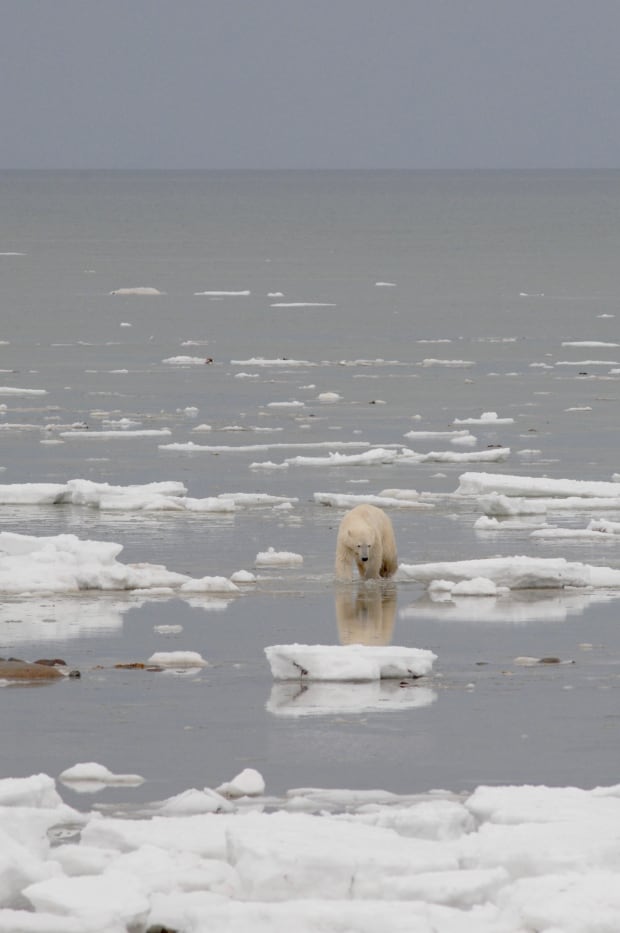 Polar bear ice melt