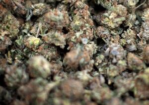 Marijuana