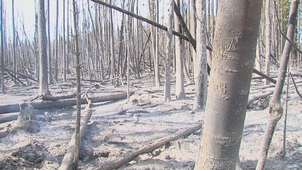 Burned trees