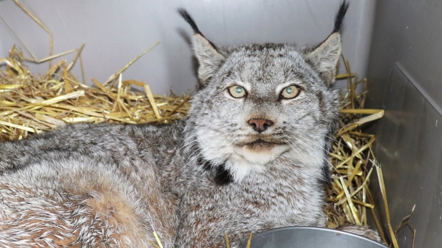 Lynx getting pushed out of southern New Brunswick as bobcats move in; The lynx that was caught wandering around downtown Fredericton on April 16 has been brought to the Atlantic Wildlife Institute\. 