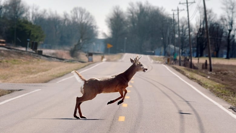 Deer in the headlights: Eastman top region for vehicle-deer crashes, says  MPI | CBC News