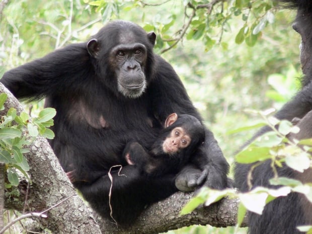 CHIMPS HIV
