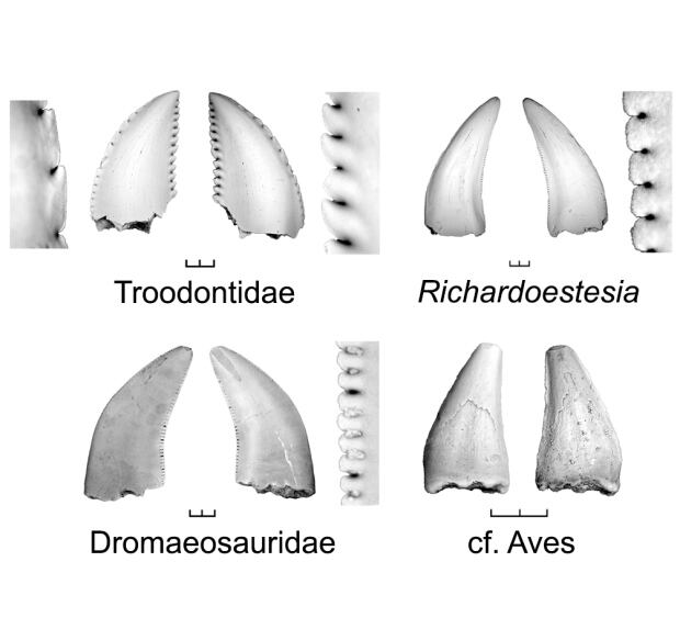 Maniraptoran teeth