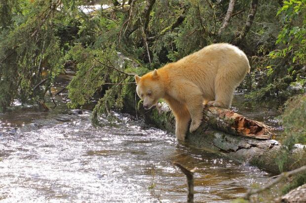 Kim Petersen - Spirit Bear