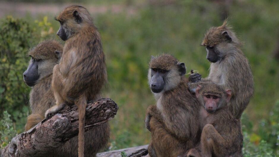 A mixed group of baboons in Amboseli National Park, Kenya