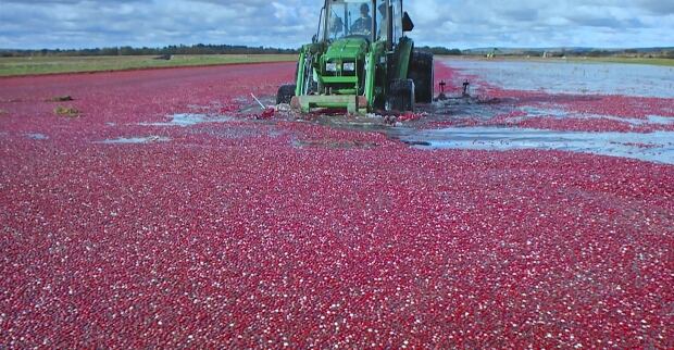 Cranberries Nova Scotia