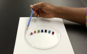 bedbug petri dish