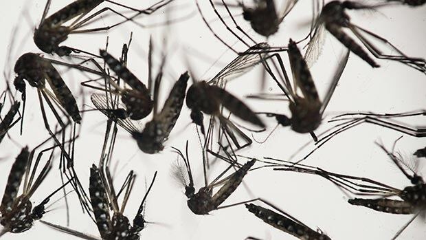 zika-virus-620