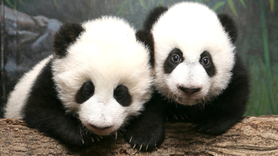 Giant pandas, like these cubs, compromise when it comes to their black and white colour patches.