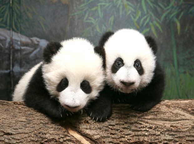 Strike ends, Toronto Zoo to reopen Thursday after agreement ratified