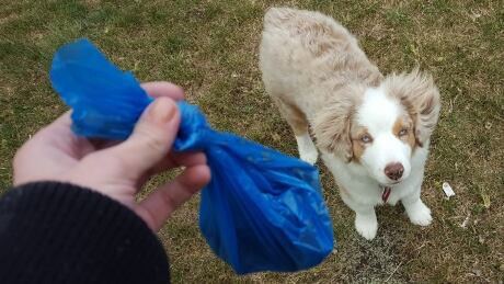 Doggie Doo Poop Bag