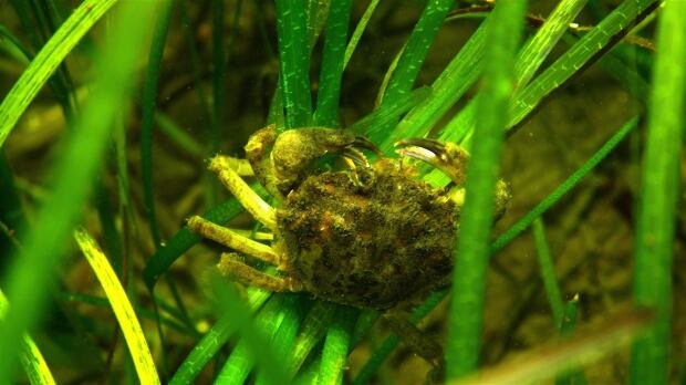 Green Crabs