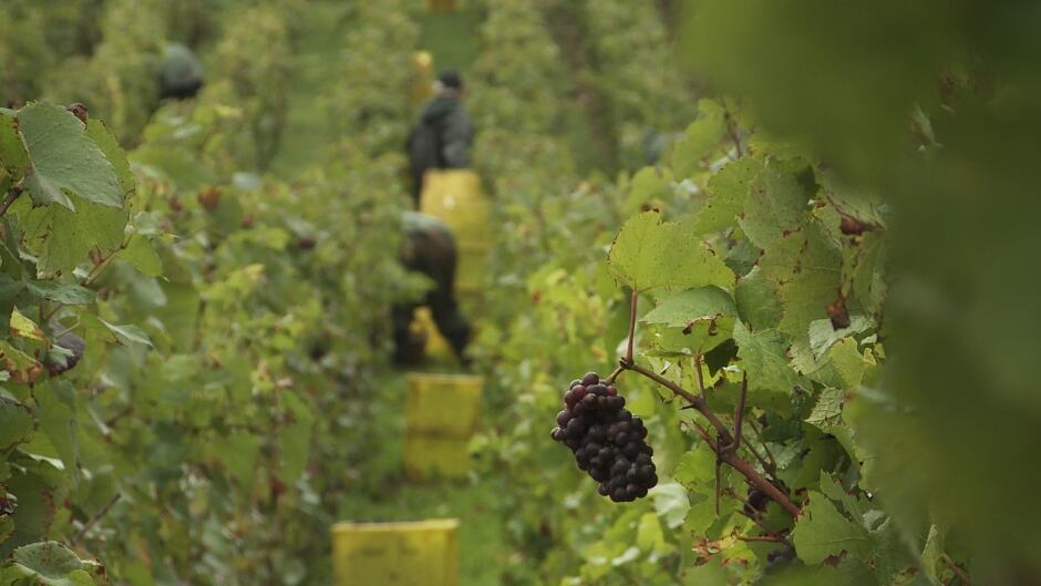 Sour Grapes documentary pulls back curtain on one of the biggest wine frauds in history.