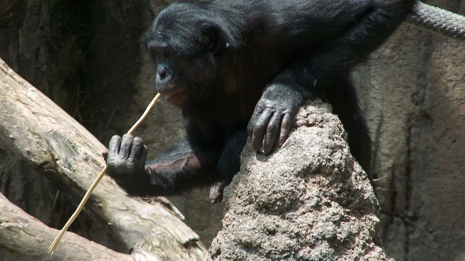 A bonobo fishing for termites at the San Diego Zoo