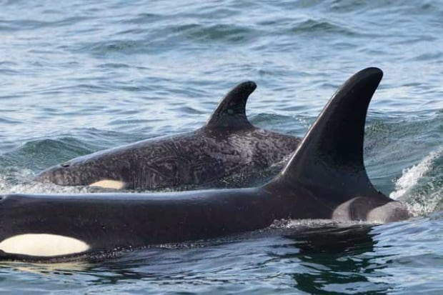 Orphan Orca 20130708