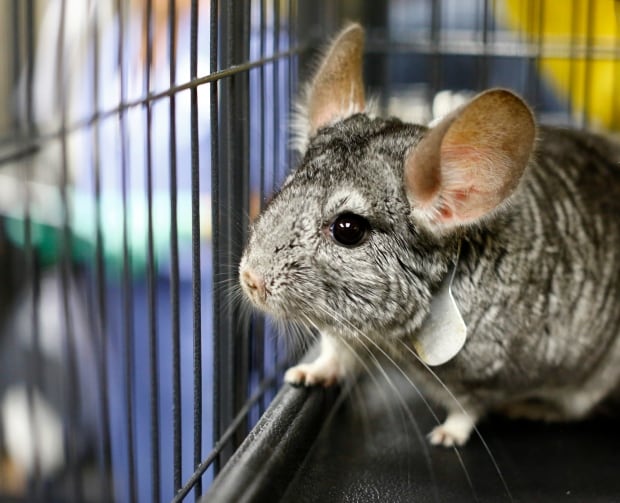 USA-CALIFORNIA/CHINCHILLAS