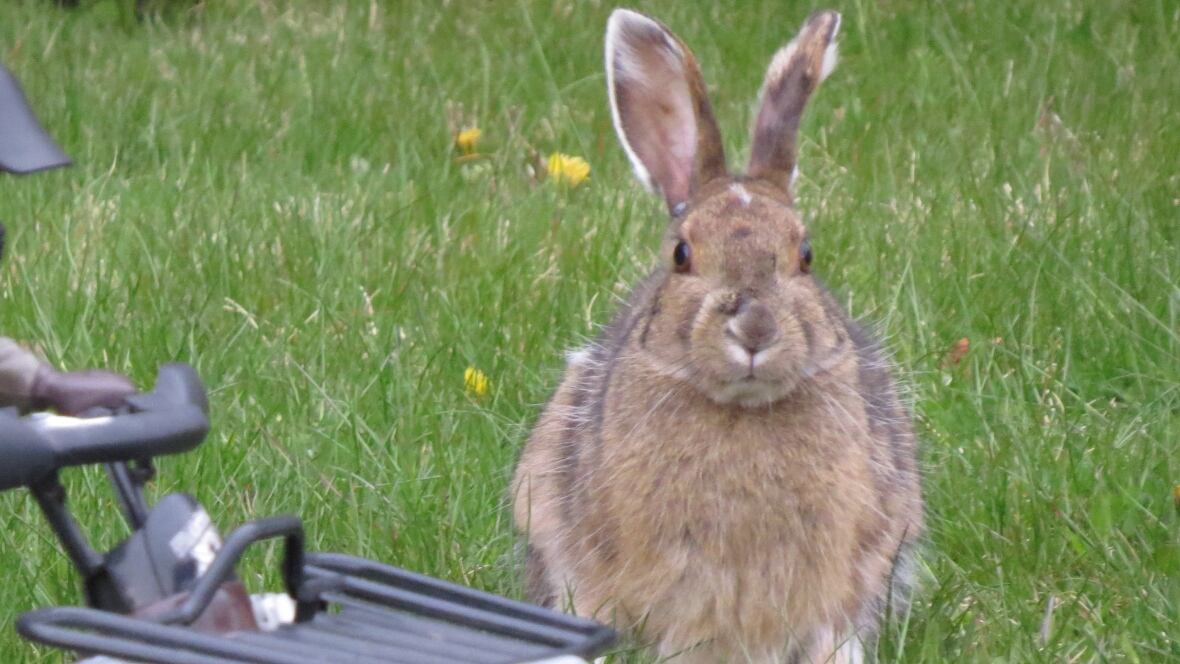 Snaring plan for Carmanville rabbit problem called off Newfoundland & Labrador CBC News