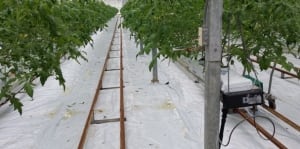Greenhouse