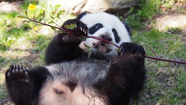 Toronto Zoo workers on strike after contract agreement talks fail