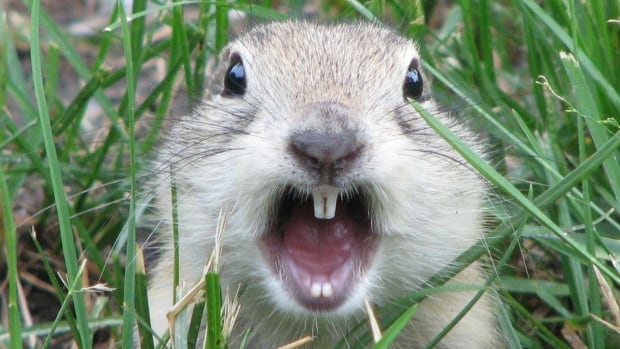 Richardson's ground squirrel.
