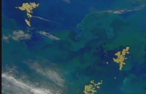 Phytoplankton blooms, seen from above
