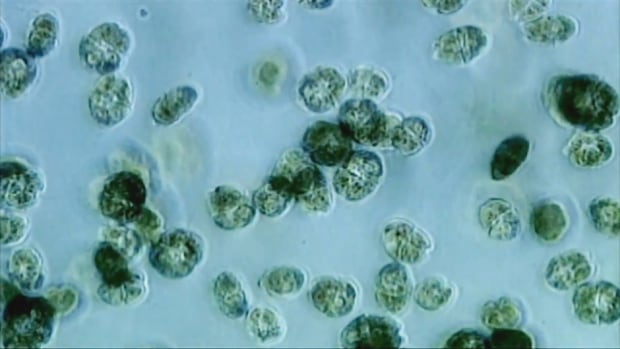 Microscopic image of phytoplankton