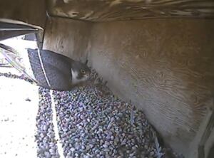 Falcon camera