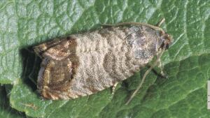 Codling moth