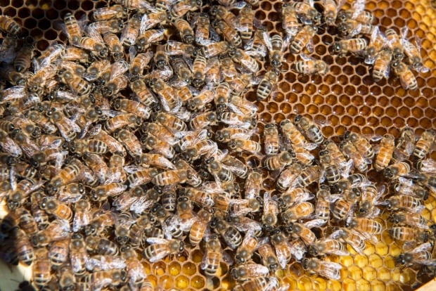 Urban Bee Keeping 20160425