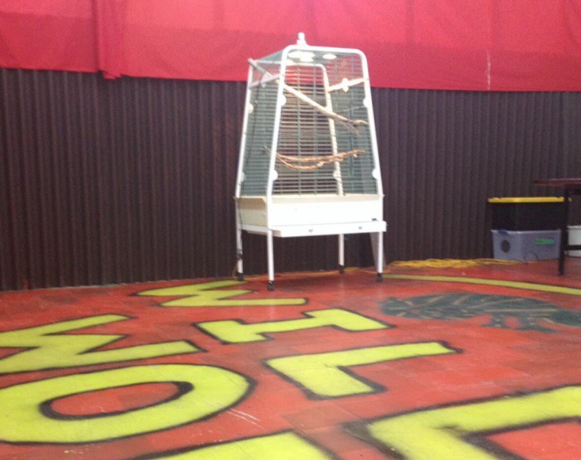 Venus the 9foot boa constrictor snakenapped in Corner Brook CBC News