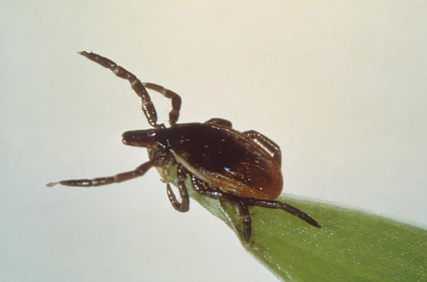 HEALTH-LYME/