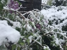Calgary snow
