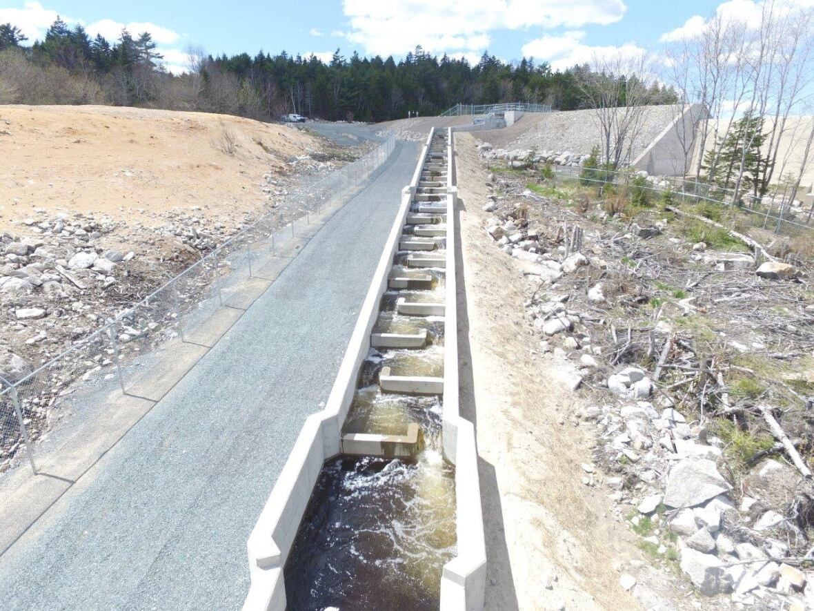 Gaspereau begin comeback after 4M fish ladder installed CBC News