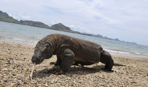 UNESCO World Heritage Komodo