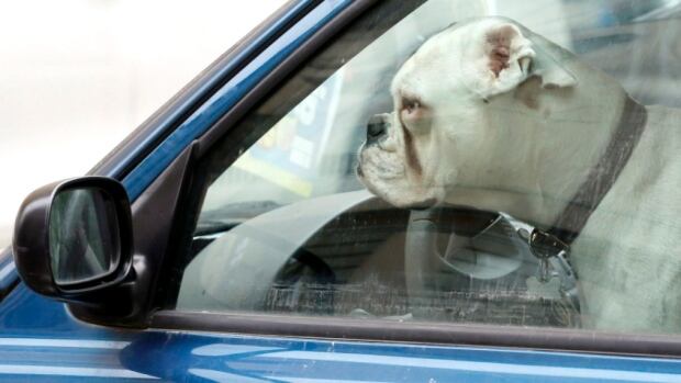8 consejos para mantener a tu perro fresco este verano - CBC.ca 1 Dog in Car