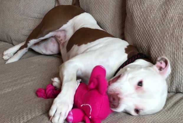 Lucy the pit bull adjusts to her P.E.I. surroundings
