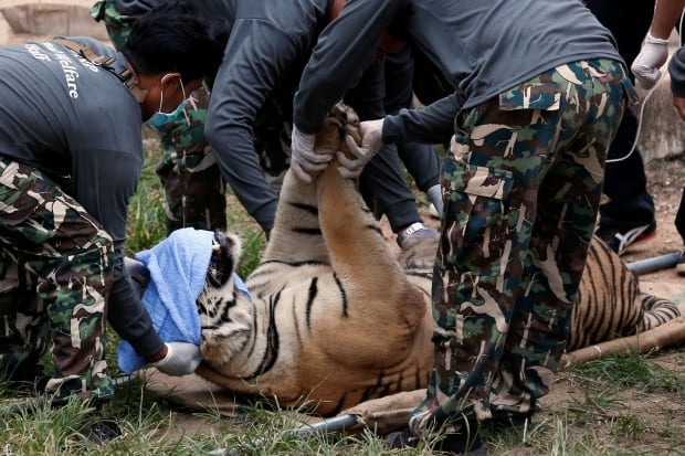 THAILAND-TIGER Temple crackdown sedated big cat May 30 2016