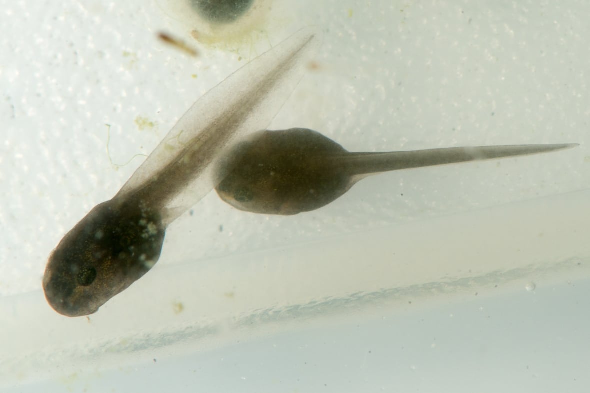 Two tadpoles.