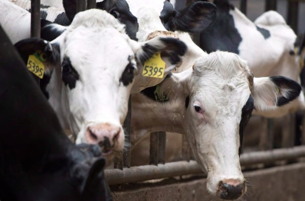 Dairy Cows