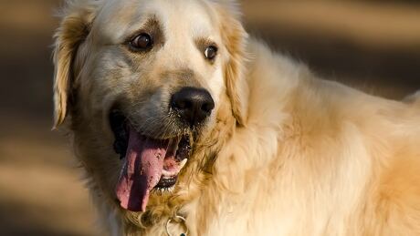 In order to use Calgary's off-leash parks, pet owners must be able to recall their dogs at all times, according to city bylaws. Dog park Bowmont