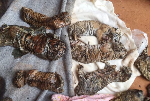 Thailand Tiger Temple