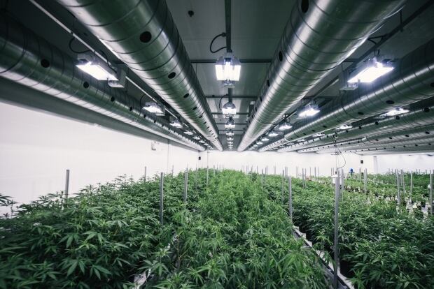 Tweed chocolate factory marijuana grow op Smiths Falls