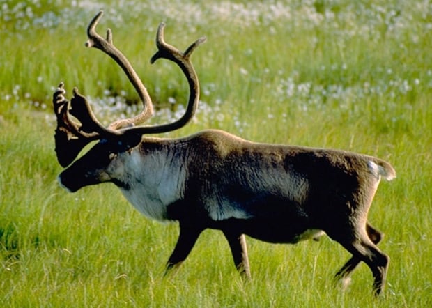 Alta Caribou Fight