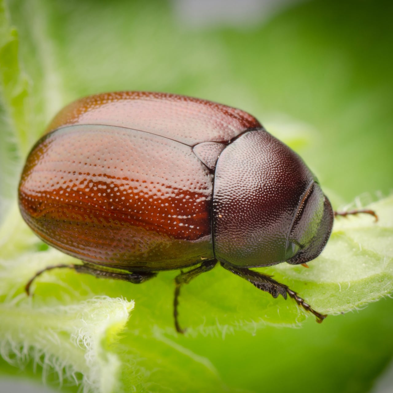June Bugs Life Cycle Elijah Haris