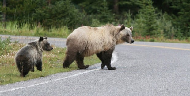 Grizzly Grizzlies