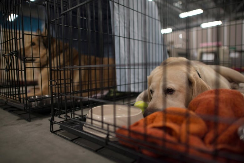 Animal shelter dogs. Добрые животные и за клеткой злые. dog shelter. maple ridge spca sees slowdown in animal adoptions.